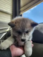 Akita 6, a male Japanese Akita for sale in Lucerne Valley, CA – Photo 4 of 9
