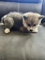 Akita 6, a male Japanese Akita for sale in Lucerne Valley, CA – Photo 8 of 9