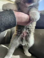 Akita 6, a male Japanese Akita for sale in Lucerne Valley, CA – Photo 9 of 9