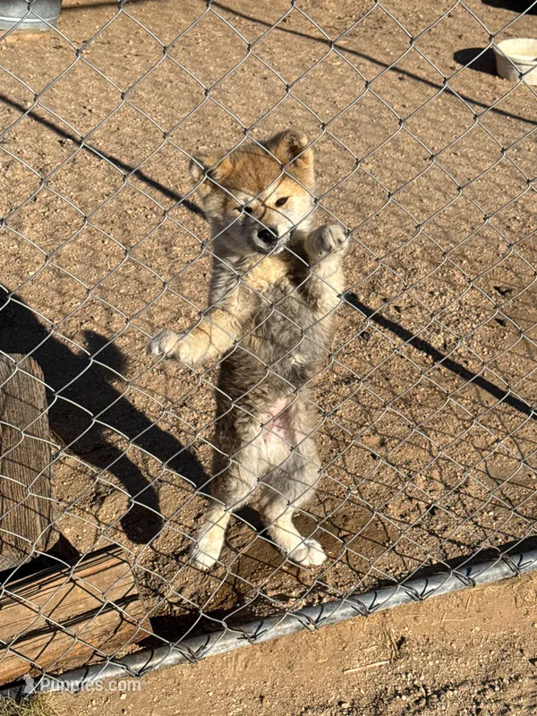 Maxine – Japanese Akita puppy for sale in Lucerne Valley, CA