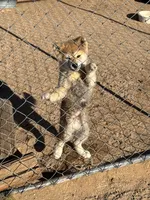 Maxine, a female Japanese Akita for sale in Lucerne Valley, CA – 1 of 6