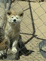 Maxine, a female Japanese Akita for sale in Lucerne Valley, CA – 2 of 6