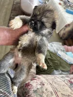 Mollie, a female Japanese Akita for sale in Lucerne Valley, CA – Photo 6 of 6