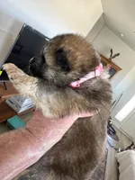 Mollie, a female Japanese Akita for sale in Lucerne Valley, CA – Photo 2 of 6