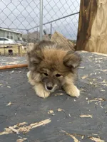 Mollie, a female Japanese Akita for sale in Lucerne Valley, CA – Photo 2 of 8
