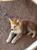 Max, a male Japanese Akita for sale in Lucerne Valley, CA – 5 of 6