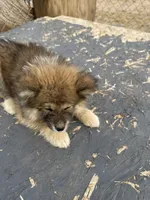 Mollie, a female Japanese Akita for sale in Lucerne Valley, CA – Photo 3 of 8