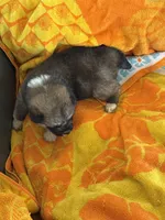 Mollie, a female Japanese Akita for sale in Lucerne Valley, CA – Photo 4 of 6