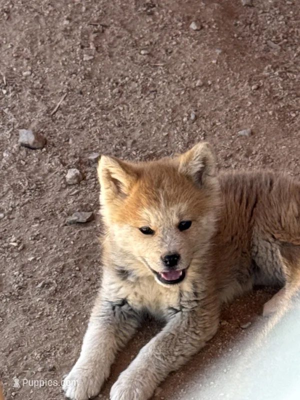 Max – Japanese Akita puppy for sale in Lucerne Valley, CA