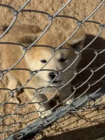 Max, a male Japanese Akita for sale in Lucerne Valley, CA – 4 of 6