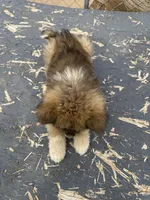 Mollie, a female Japanese Akita for sale in Lucerne Valley, CA – Photo 7 of 8