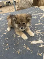 Mollie, a female Japanese Akita for sale in Lucerne Valley, CA – Photo 8 of 8