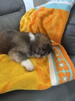 Mollie, a female Japanese Akita for sale in Lucerne Valley, CA – Photo 5 of 6