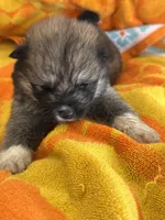 Mollie, a female Japanese Akita for sale in Lucerne Valley, CA – Photo 1 of 6