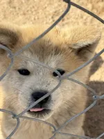 Max, a male Japanese Akita for sale in Lucerne Valley, CA – 3 of 6
