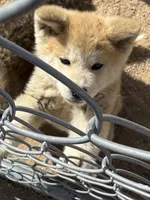 Max, a male Japanese Akita for sale in Lucerne Valley, CA – 2 of 6