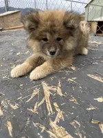 Mollie, a female Japanese Akita for sale in Lucerne Valley, CA – Photo 6 of 8