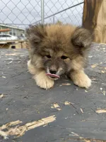 Mollie, a female Japanese Akita for sale in Lucerne Valley, CA – Photo 4 of 8