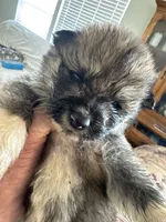 Mollie, a female Japanese Akita for sale in Lucerne Valley, CA – Photo 3 of 6