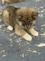 Mollie, a female Japanese Akita for sale in Lucerne Valley, CA – Photo 5 of 8