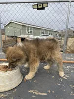 Mollie, a female Japanese Akita for sale in Lucerne Valley, CA – Photo 1 of 8