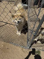 Maxine, a female Japanese Akita for sale in Lucerne Valley, CA – 6 of 6