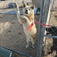 kita, a female Japanese Akita for sale in Lucerne Valley, CA – Photo 2 of 2