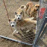 kita, a female Japanese Akita for sale in Lucerne Valley, CA – Photo 1 of 2