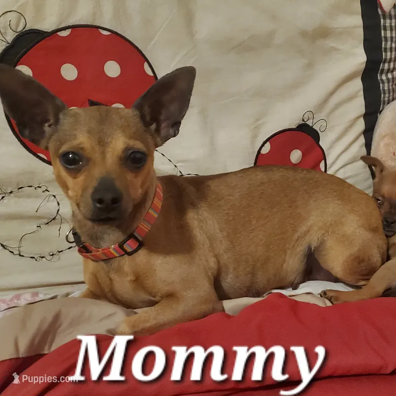 Brown Female Chihuahua – Chihuahua puppy on hold in Montgomery, AL