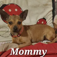 Brown Female Chihuahua, a female Chihuahua for sale in Montgomery, AL – Photo 1 of 2