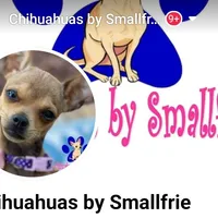 Brown Female Chihuahua, a female Chihuahua for sale in Montgomery, AL – Photo 2 of 2