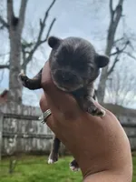 Light Grey Merle , a male Yorkshire Terrier for sale in Montgomery, AL – Photo 2 of 6