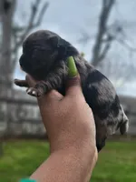 Light Grey Merle , a male Yorkshire Terrier for sale in Montgomery, AL – Photo 3 of 6