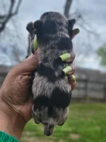 Light Grey Merle , a male Yorkshire Terrier for sale in Montgomery, AL – Photo 4 of 6