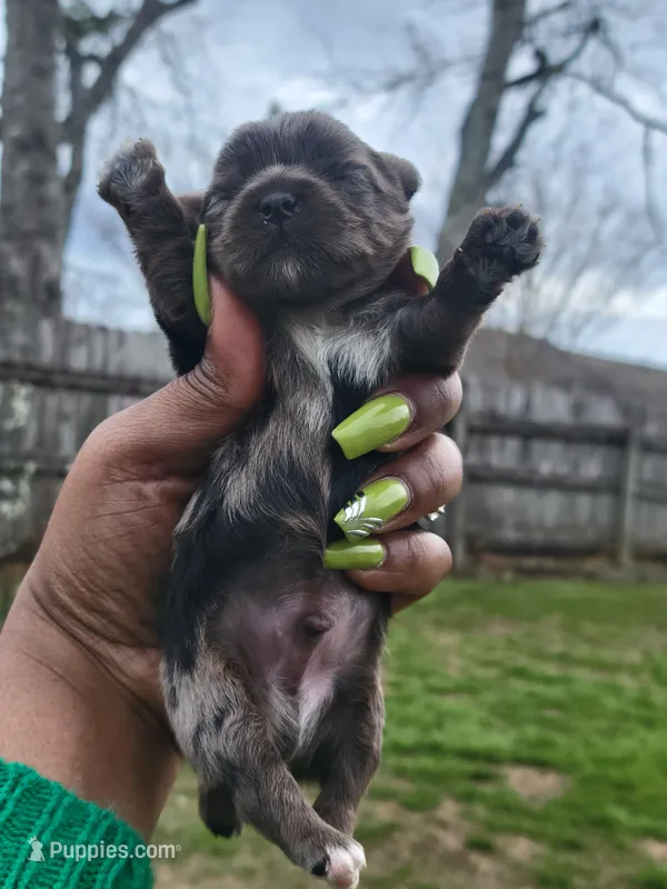 Light Grey Merle  – Yorkshire Terrier puppy for sale in Montgomery, AL