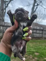 Light Grey Merle , a male Yorkshire Terrier for sale in Montgomery, AL – Photo 1 of 6