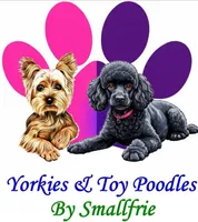 Light Grey Merle , a male Yorkshire Terrier for sale in Montgomery, AL – Photo 5 of 6