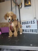 Pork Chop (AKC - Embarked), a male Poodle - Toy  for sale in Montgomery, AL – Photo 6 of 7