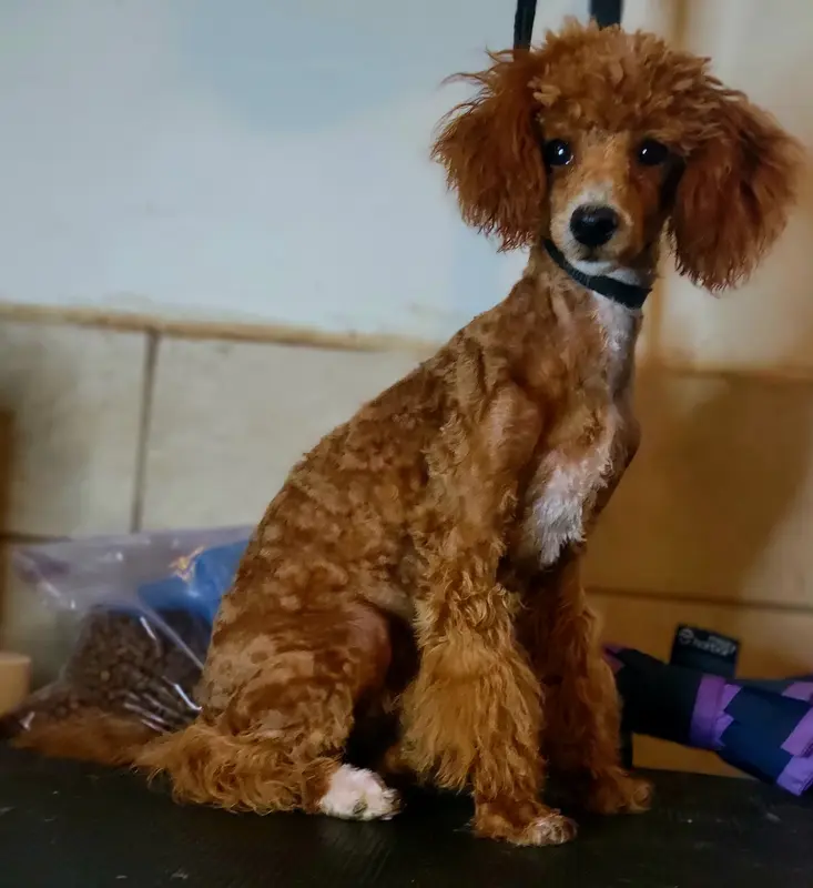 Pork Chop (AKC - Embarked) – Poodle - Toy  puppy on hold in Montgomery, AL