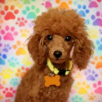 Apple, a female Poodle - Toy  for sale in Montgomery, AL – Photo 2 of 4