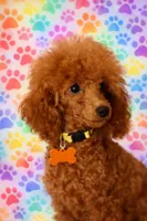 Apple, a female Poodle - Toy  for sale in Montgomery, AL – Photo 4 of 4