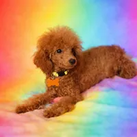 Apple, a female Poodle - Toy  for sale in Montgomery, AL – Photo 3 of 4