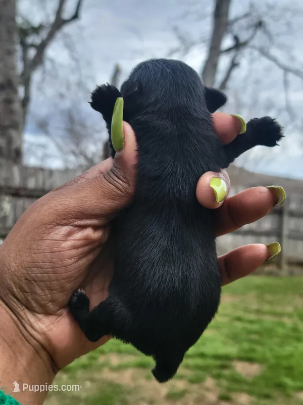 KB Black Male  – Yorkshire Terrier puppy for sale in Montgomery, AL