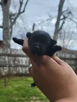 KB Black Male , a male Yorkshire Terrier for sale in Montgomery, AL – Photo 2 of 2