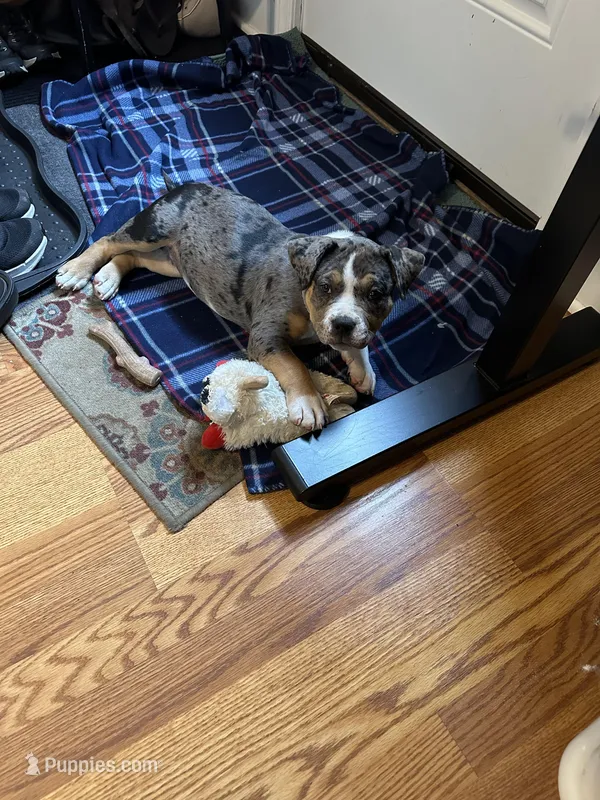 Havin  – American Bully puppy for sale in Syracuse, NY