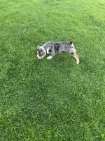 Havin , a female American Bully for sale in Syracuse, NY – Photo 2 of 2