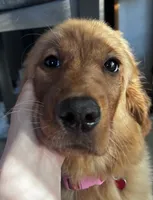 Lilah , a female Golden Retriever for sale in Holland, MI – 1 of 3