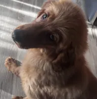 Lilah , a female Golden Retriever for sale in Holland, MI – 2 of 3