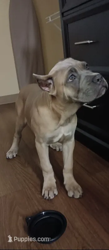 Female Puppy 1 – Cane Corso puppy for sale in Atlanta, GA