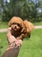 Micro, a female Poodle - Toy  for sale in Denham Springs, LA – 3 of 5